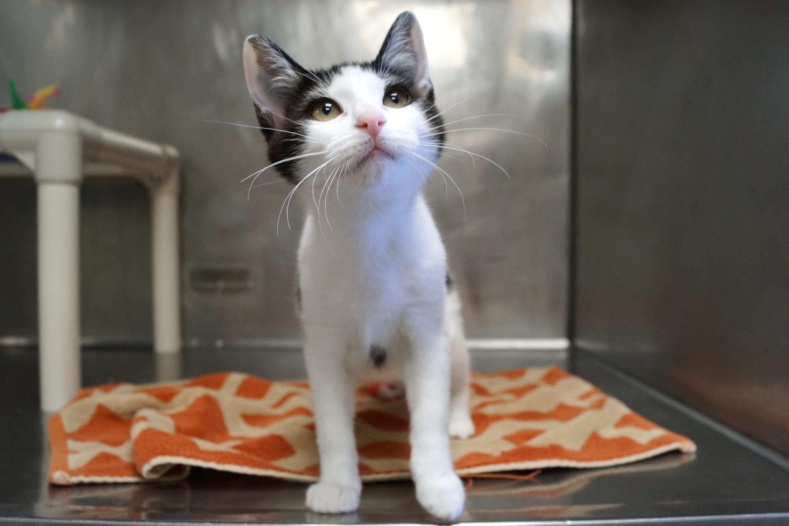 Enlarge Kitten 26-12 B, a Adopted Domestic Short Hair in New Milford, CT image 5/6