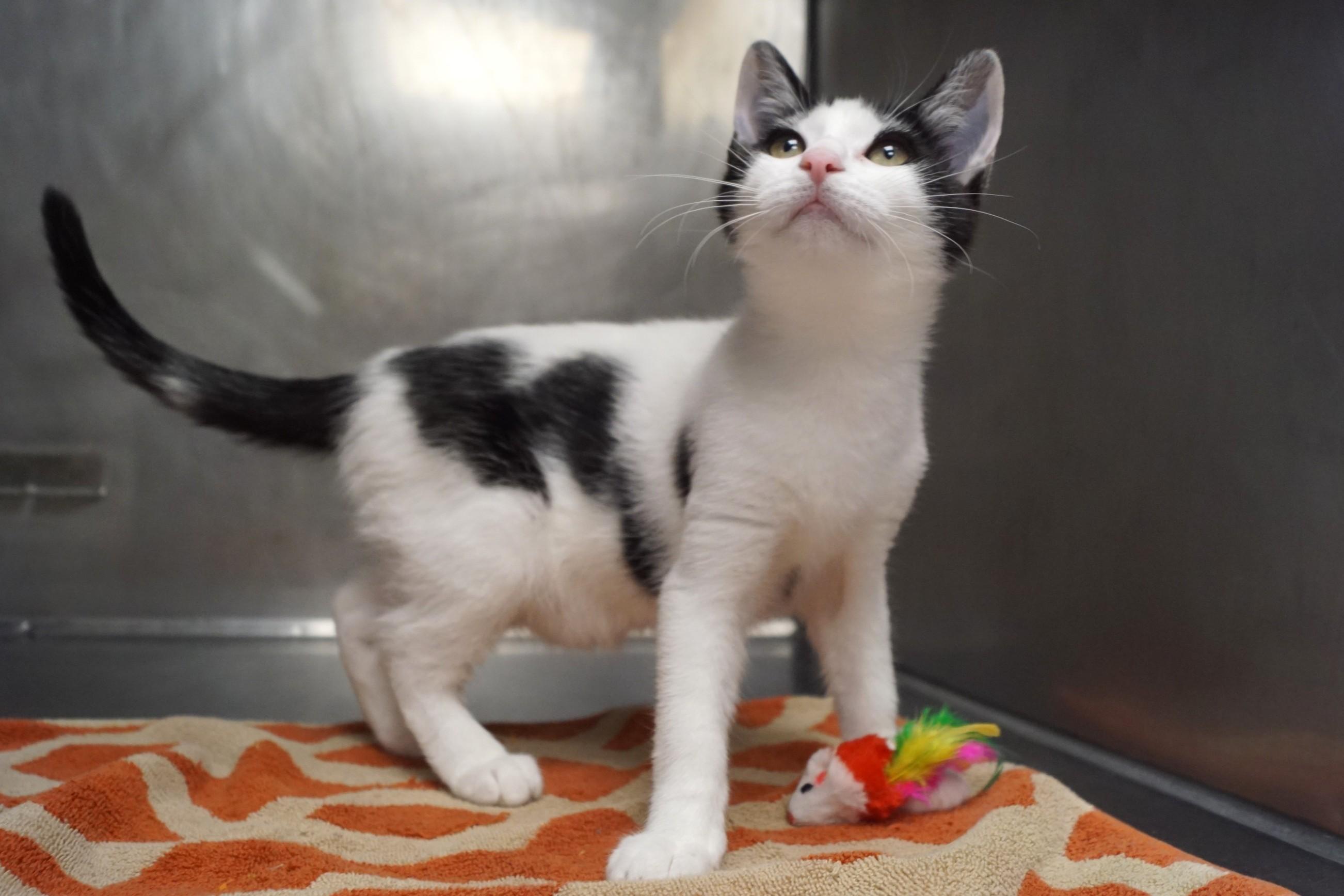 Enlarge Kitten 26-12 B, a Adopted Domestic Short Hair in New Milford, CT image 3/6