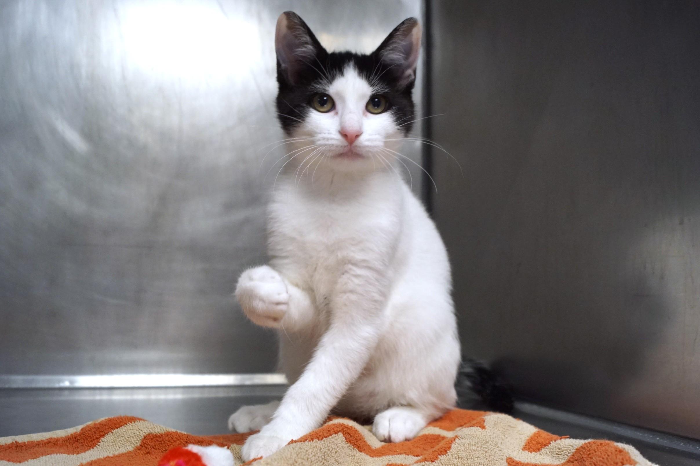 Enlarge Kitten 26-12 B, a Adopted Domestic Short Hair in New Milford, CT image 2/6