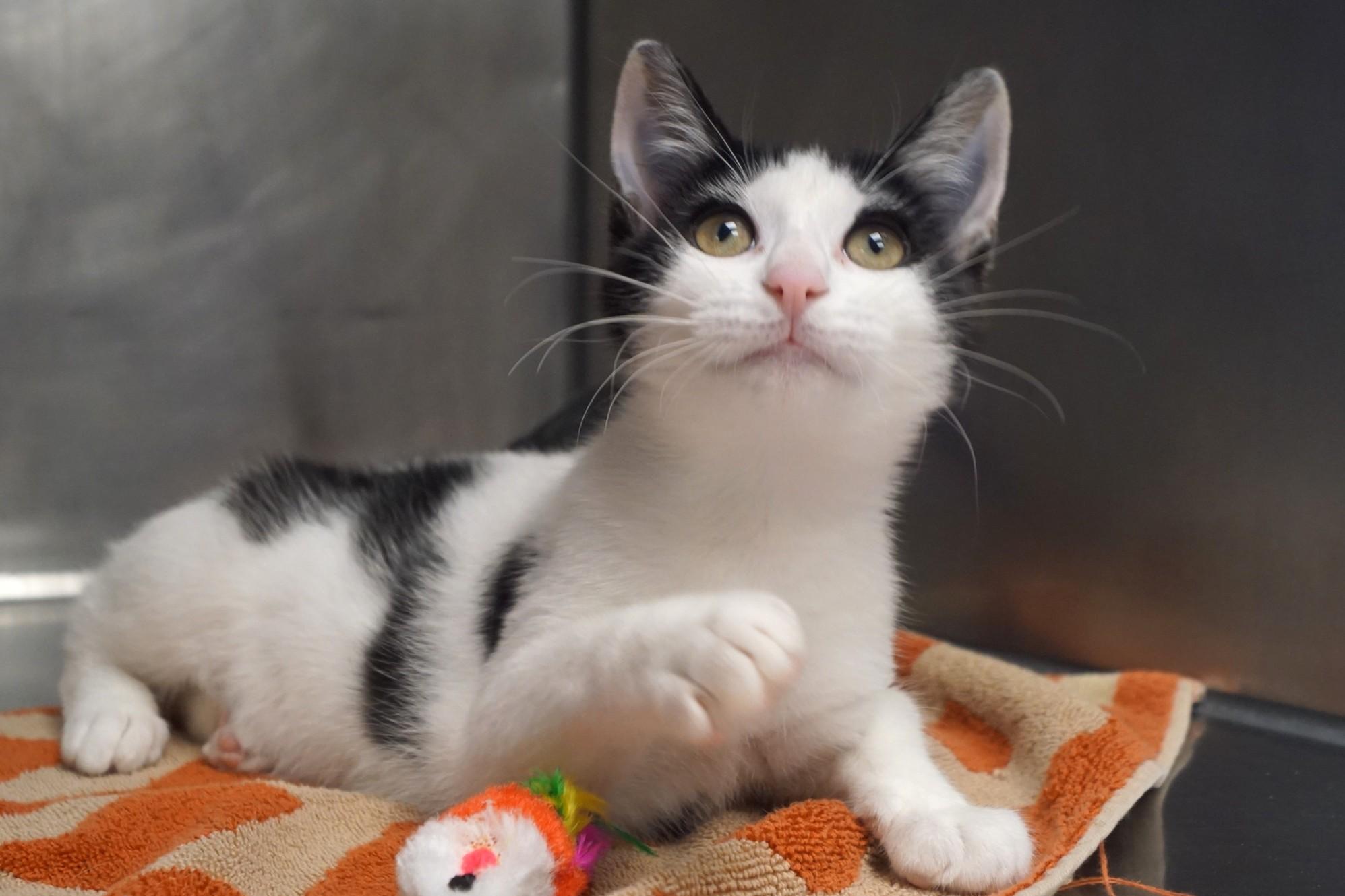 Enlarge Kitten 26-12 B, a Adopted Domestic Short Hair in New Milford, CT image 4/6