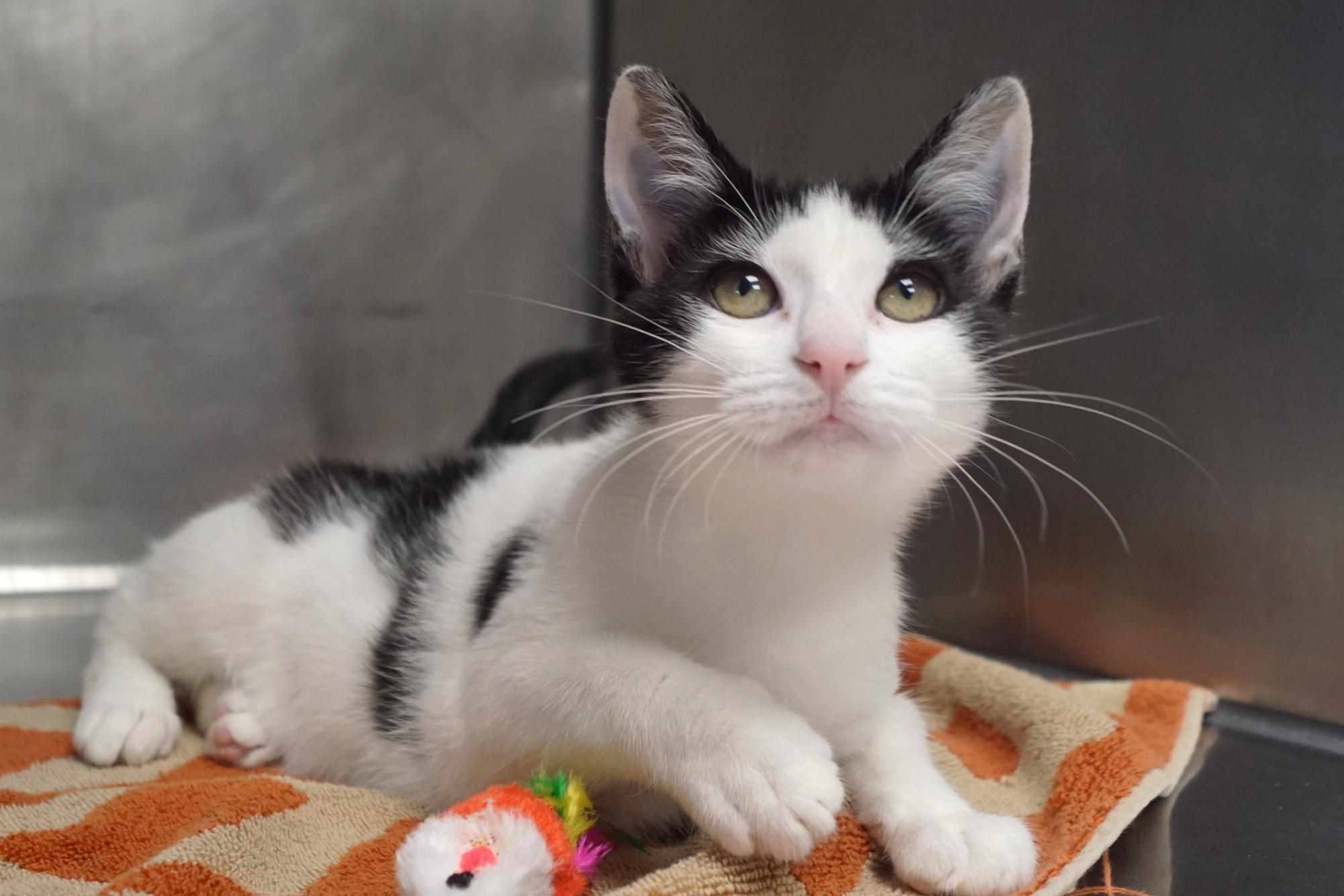 Kitten 26-12 B, Adopted, Young Female Domestic Short Hair.