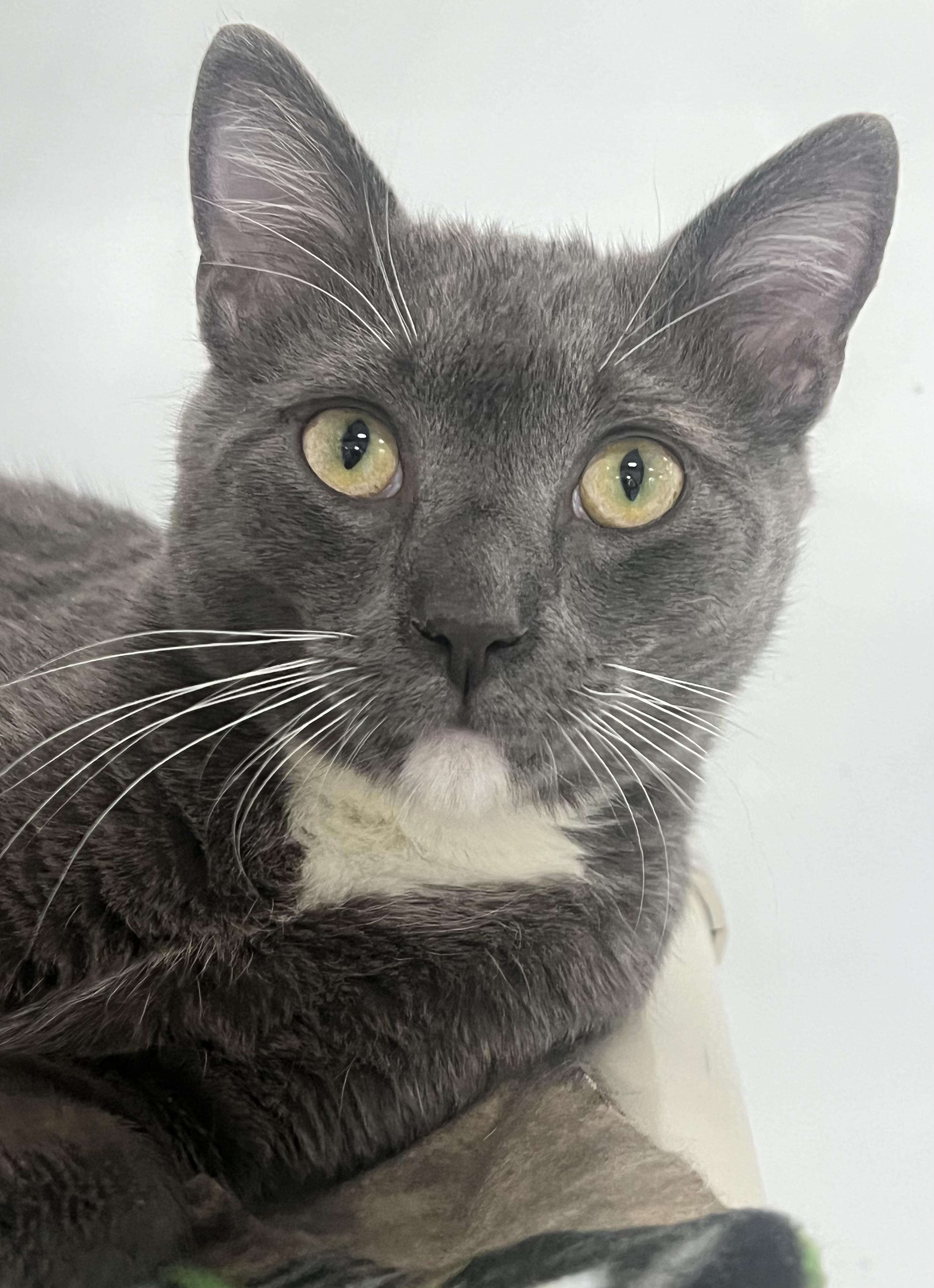 Enlarge Izzy, a ADOPTABLE Domestic Short Hair in Johnston, RI image 1/6
