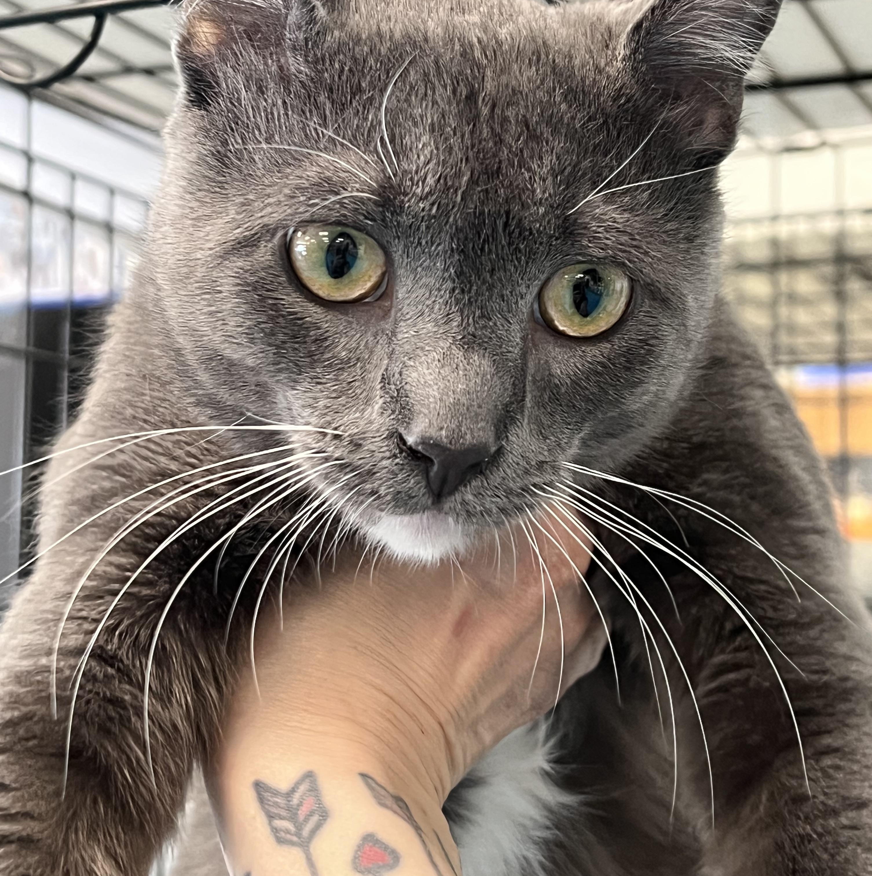 Enlarge Izzy, a ADOPTABLE Domestic Short Hair in Johnston, RI image 4/6