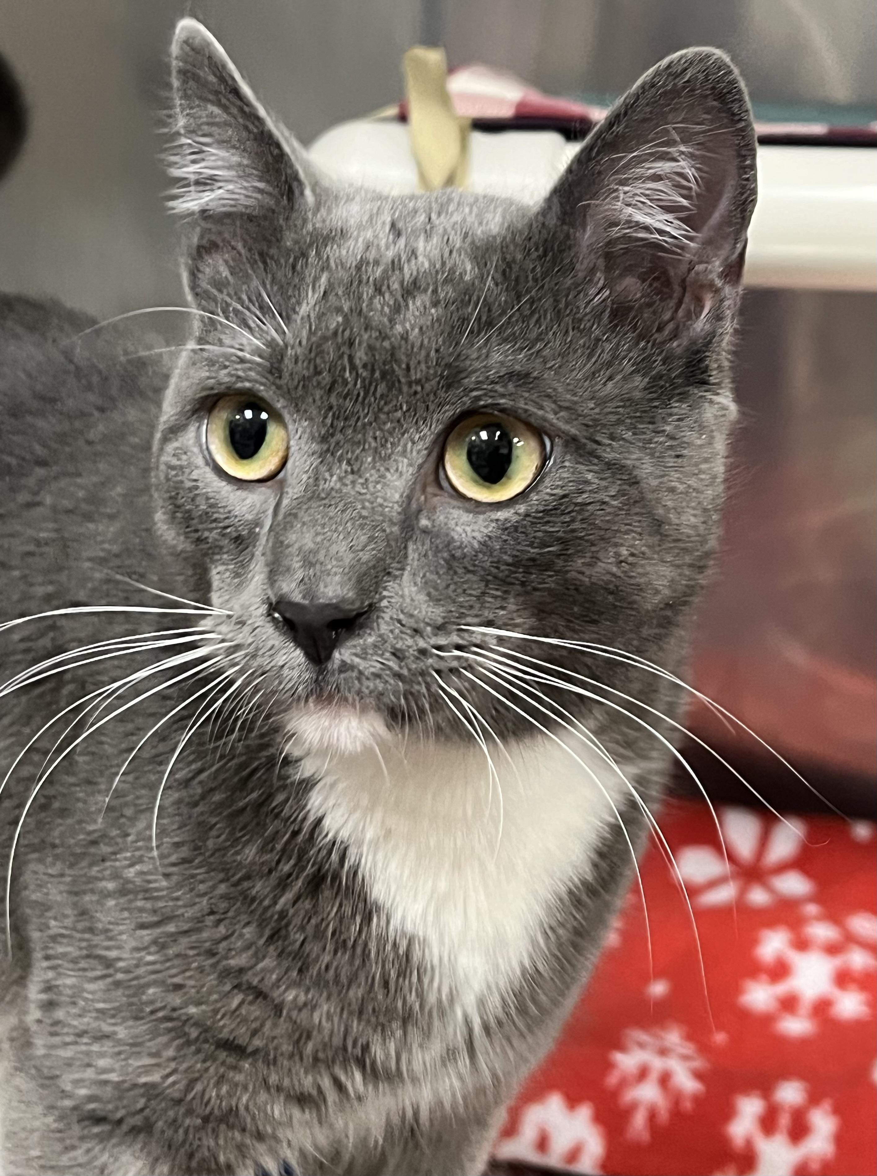 Enlarge Izzy, a ADOPTABLE Domestic Short Hair in Johnston, RI image 3/6