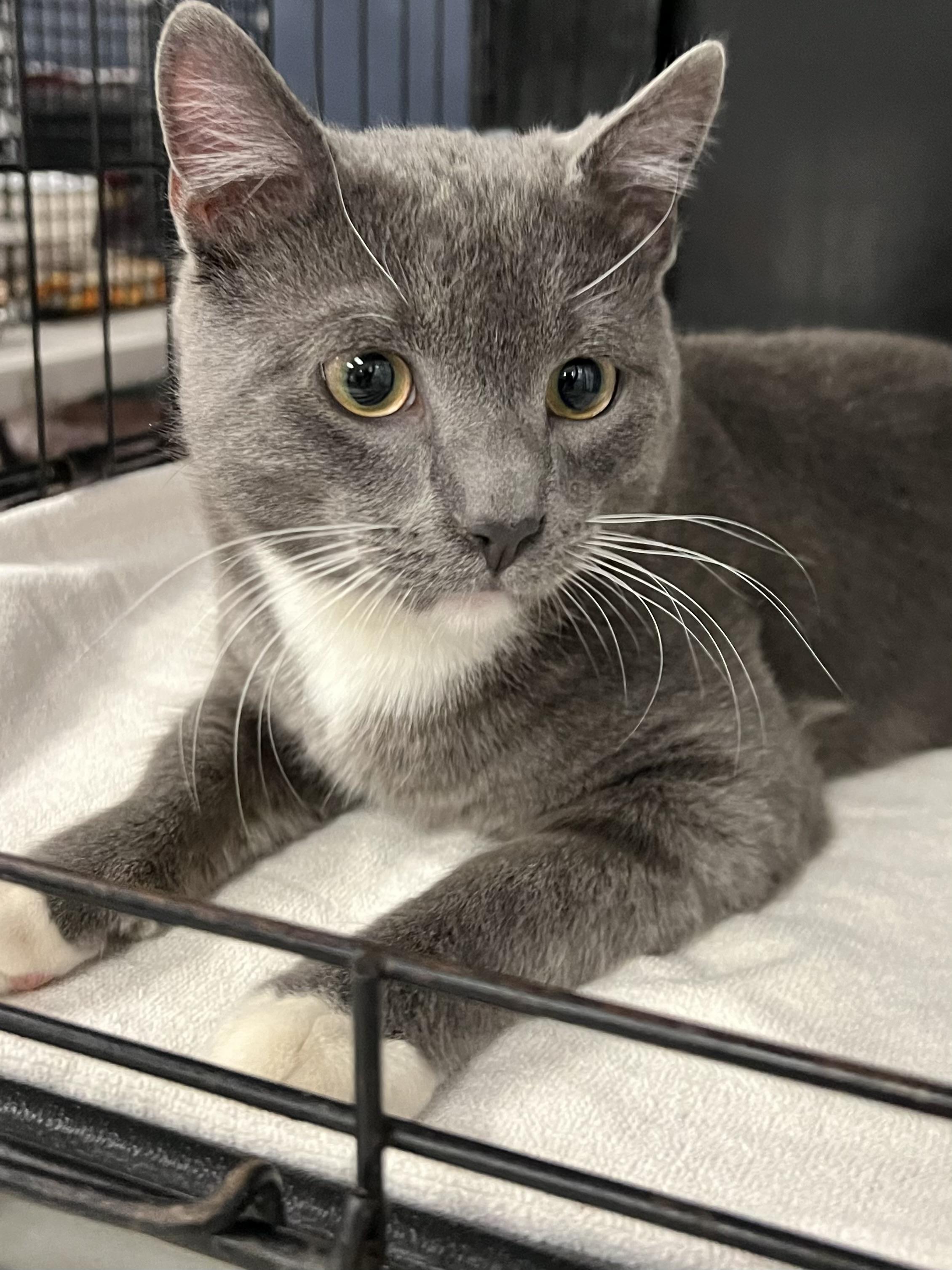 Enlarge Izzy, a ADOPTABLE Domestic Short Hair in Johnston, RI image 6/6