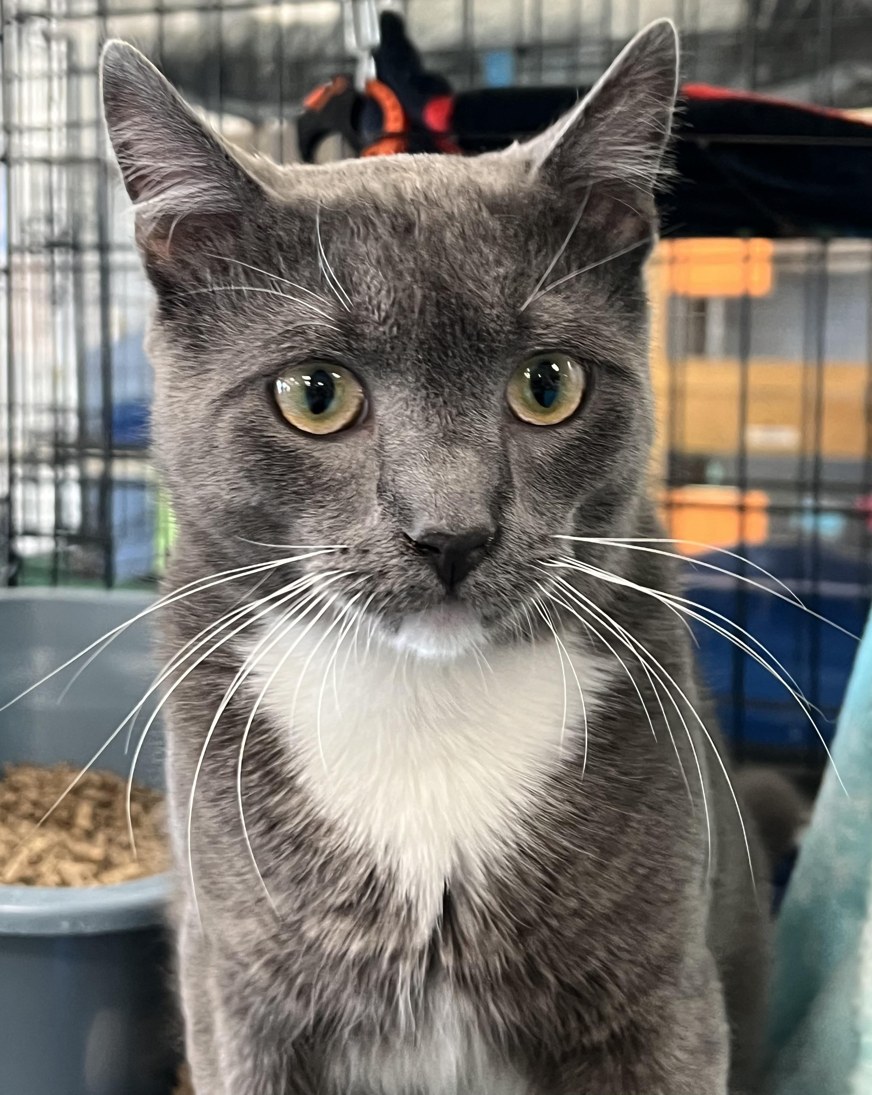 Enlarge Izzy, a ADOPTABLE Domestic Short Hair in Johnston, RI image 5/6