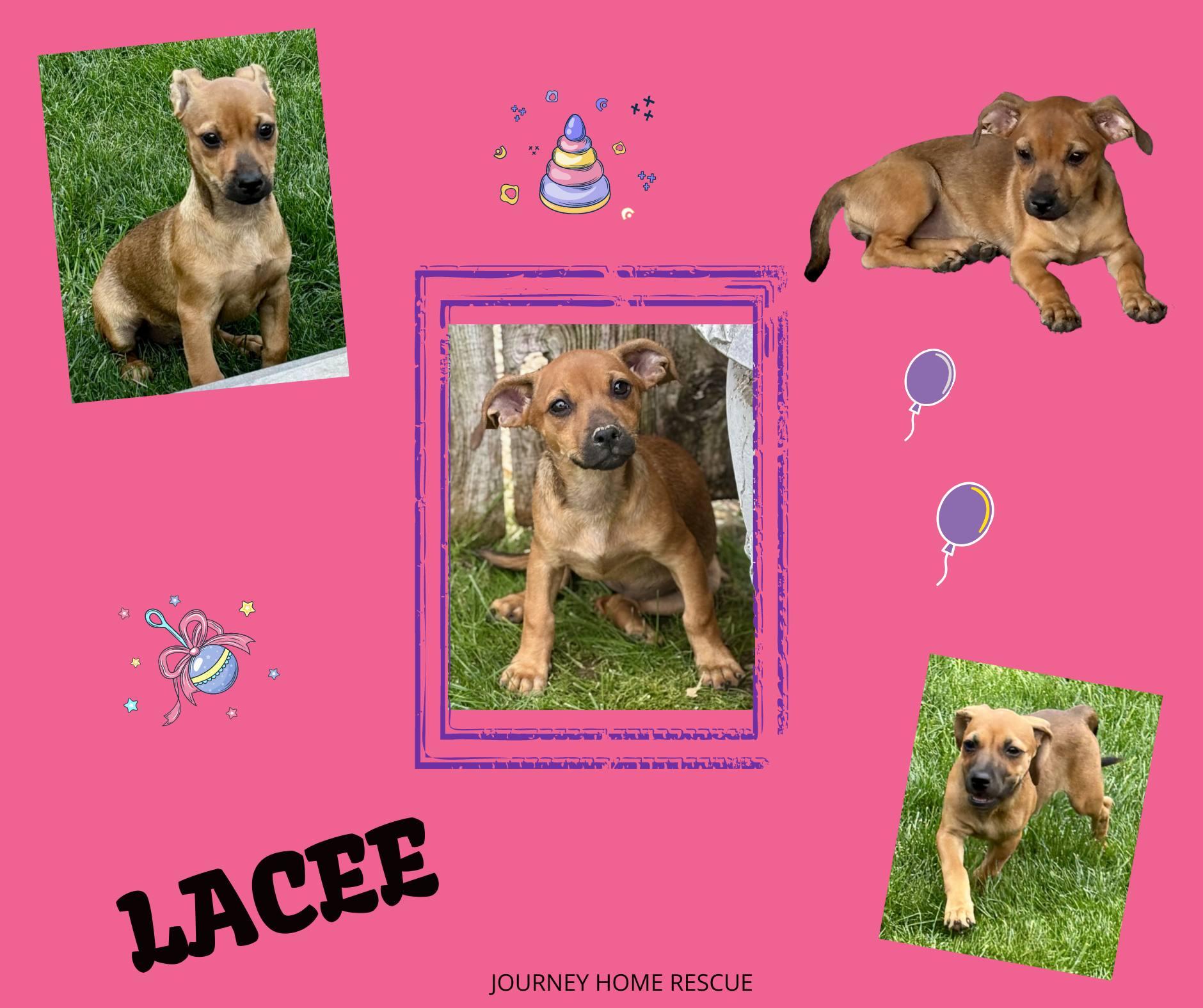 Enlarge Lacee, an adopted mixed breed in East Wenatchee, WA image 1/1