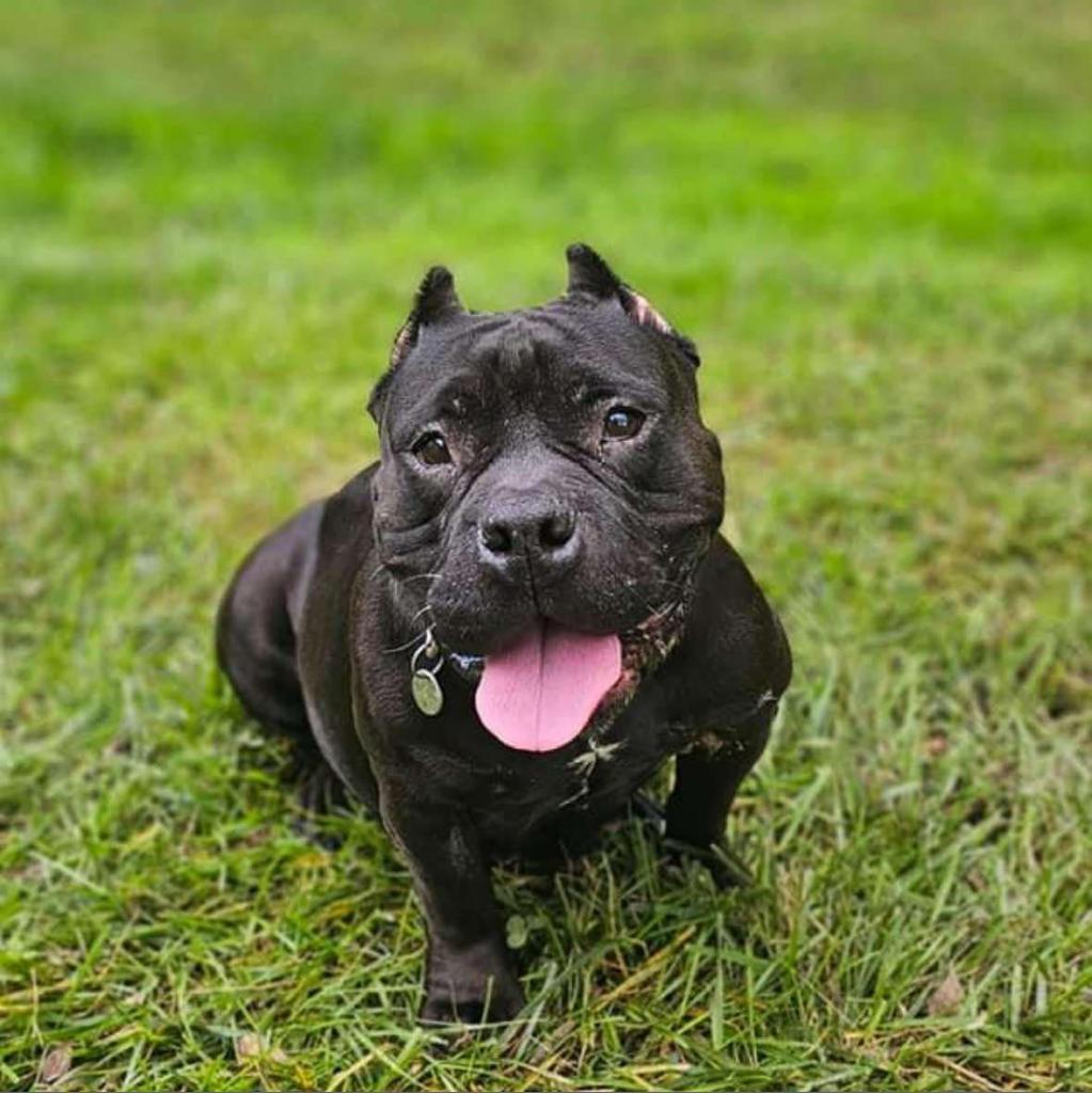 Enlarge Mellow, a Adoptable American Staffordshire Terrier in Springboro, OH image 1/1