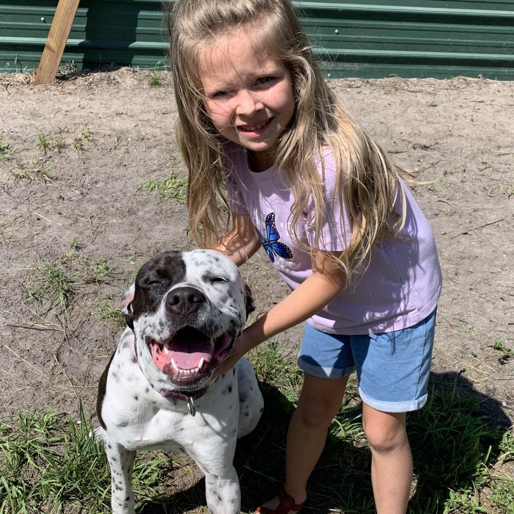 Enlarge INKY (220), a Adoptable mixed breed in Indiantown, FL image 2/6