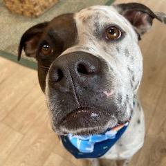 Enlarge INKY (220), a Adoptable mixed breed in Indiantown, FL image 3/6