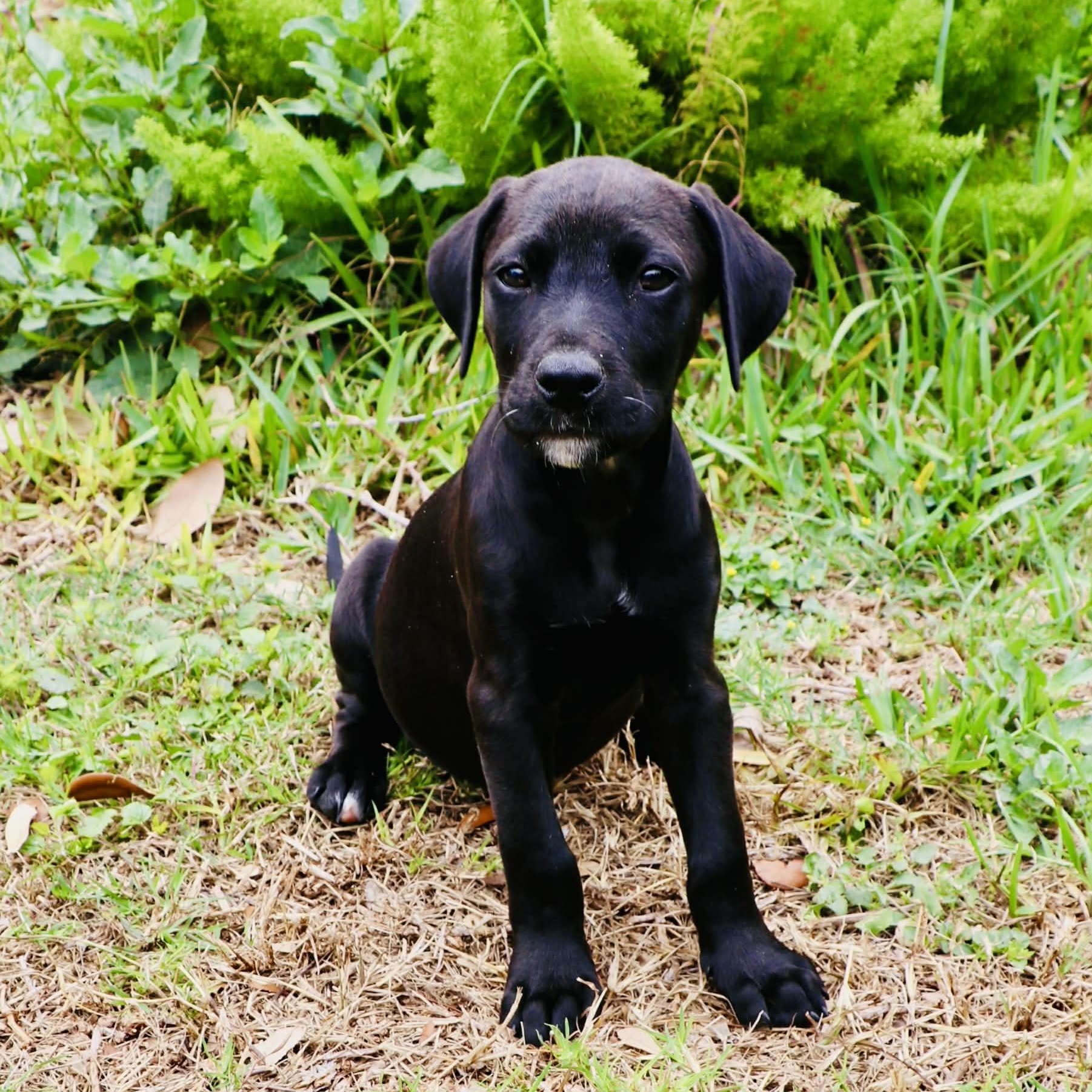 Luna Lovegood - The Calm & Gentle Puppy, a Adoptable mixed breed in Portland, OR image 3/6