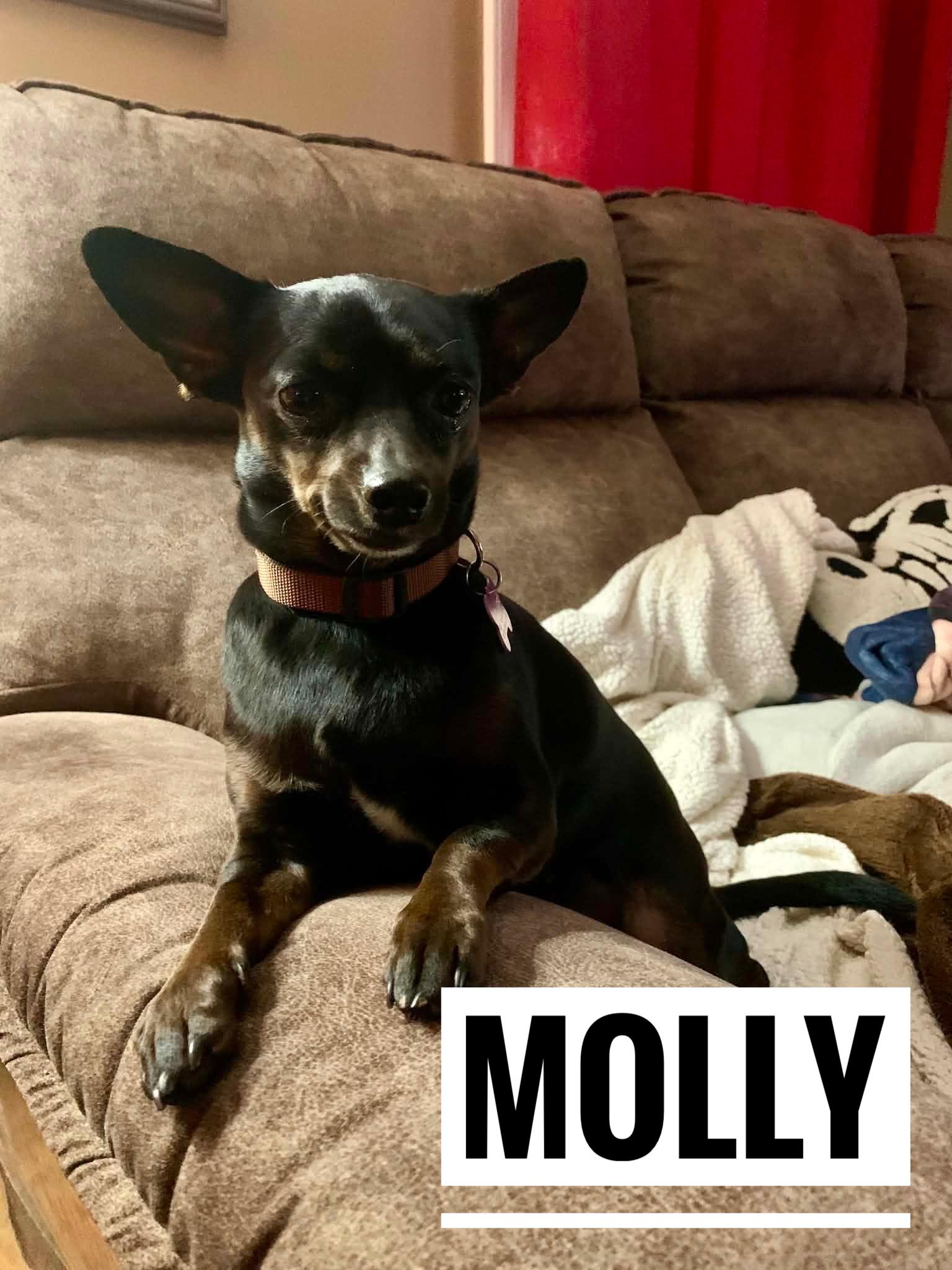 Molly, a ADOPTABLE mixed breed in Manhattan, KS image 3/6