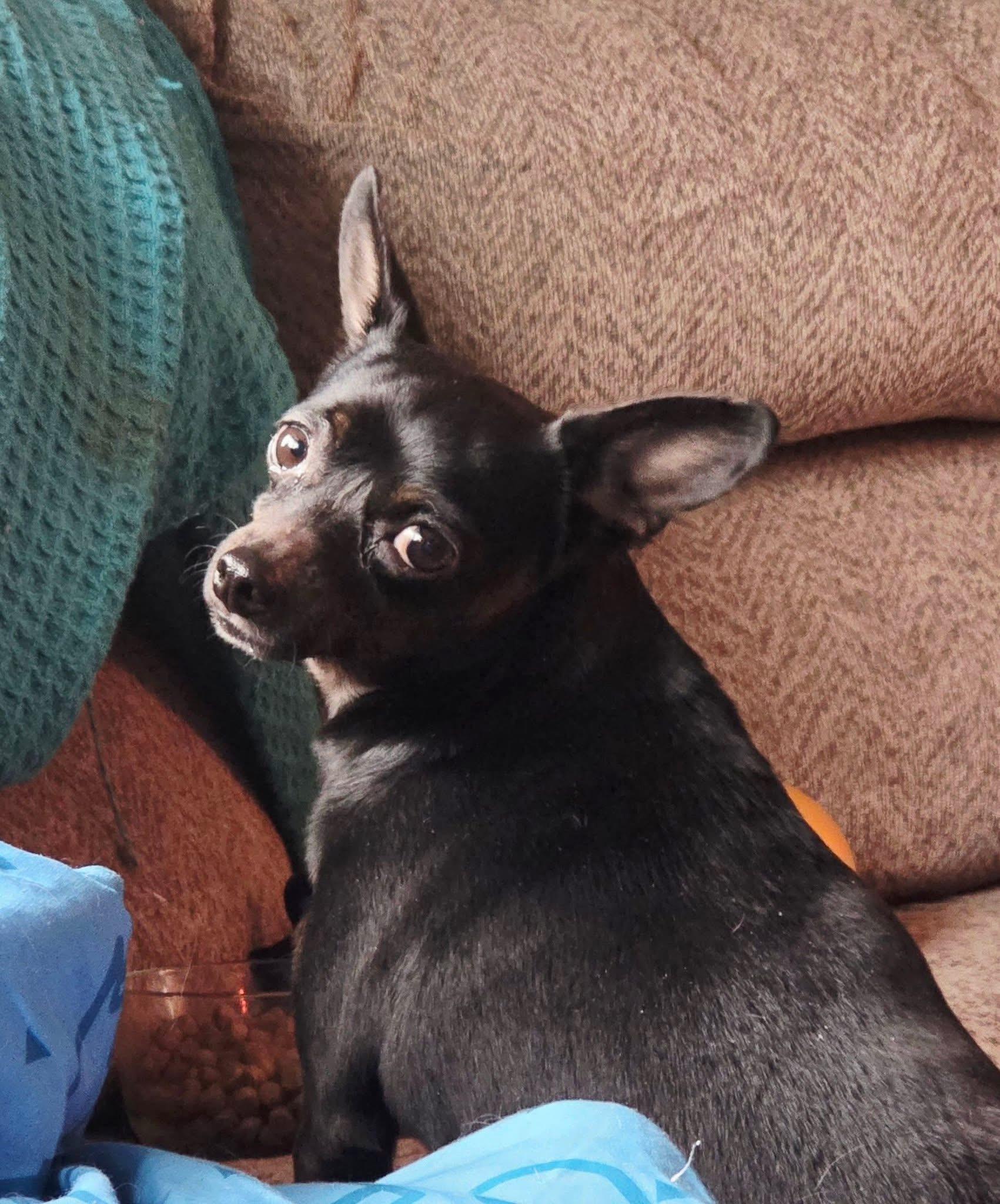 Enlarge Molly, a ADOPTABLE mixed breed in Manhattan, KS image 4/4