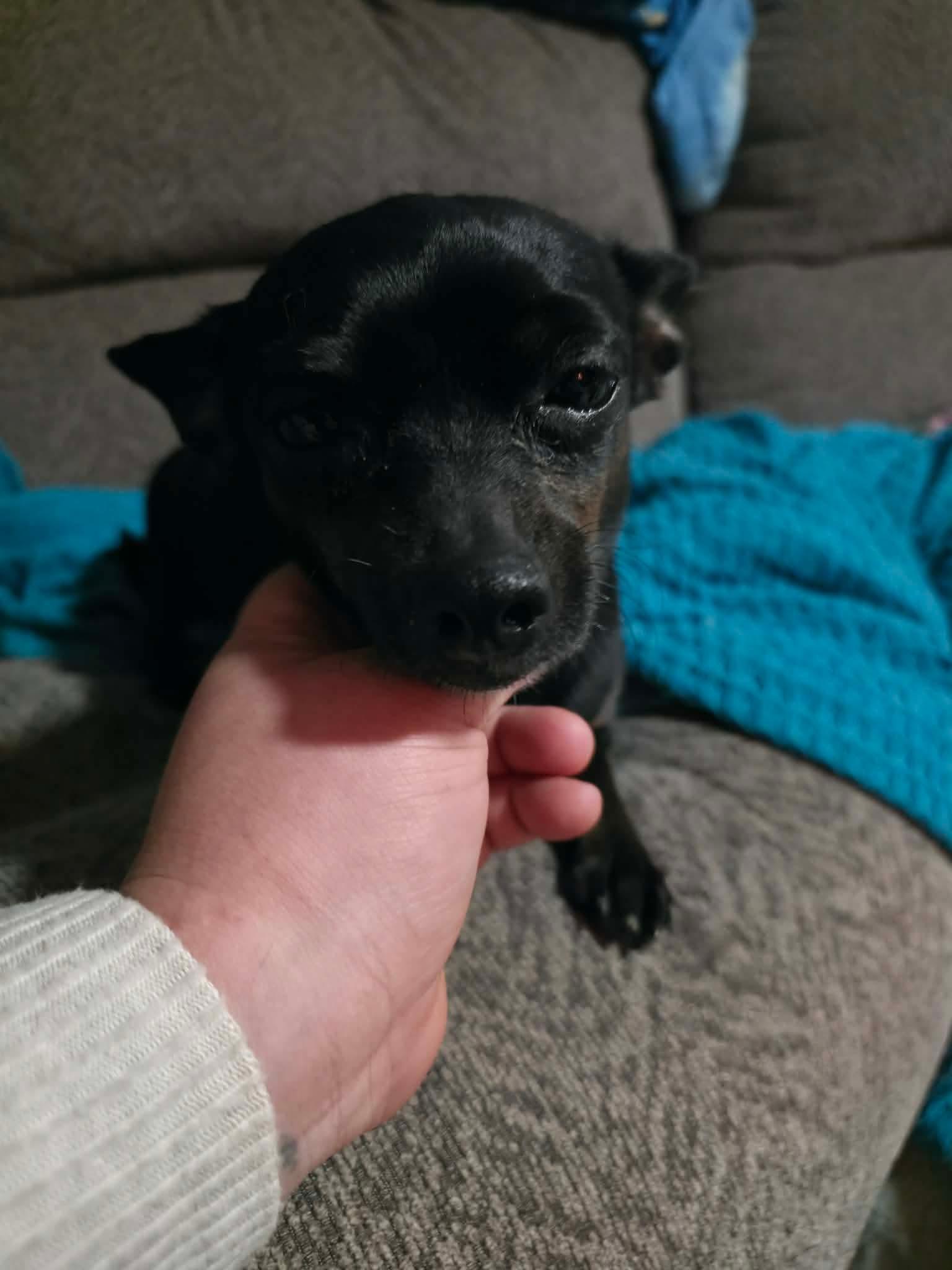 Molly, ADOPTABLE, Adult Female Chihuahua.