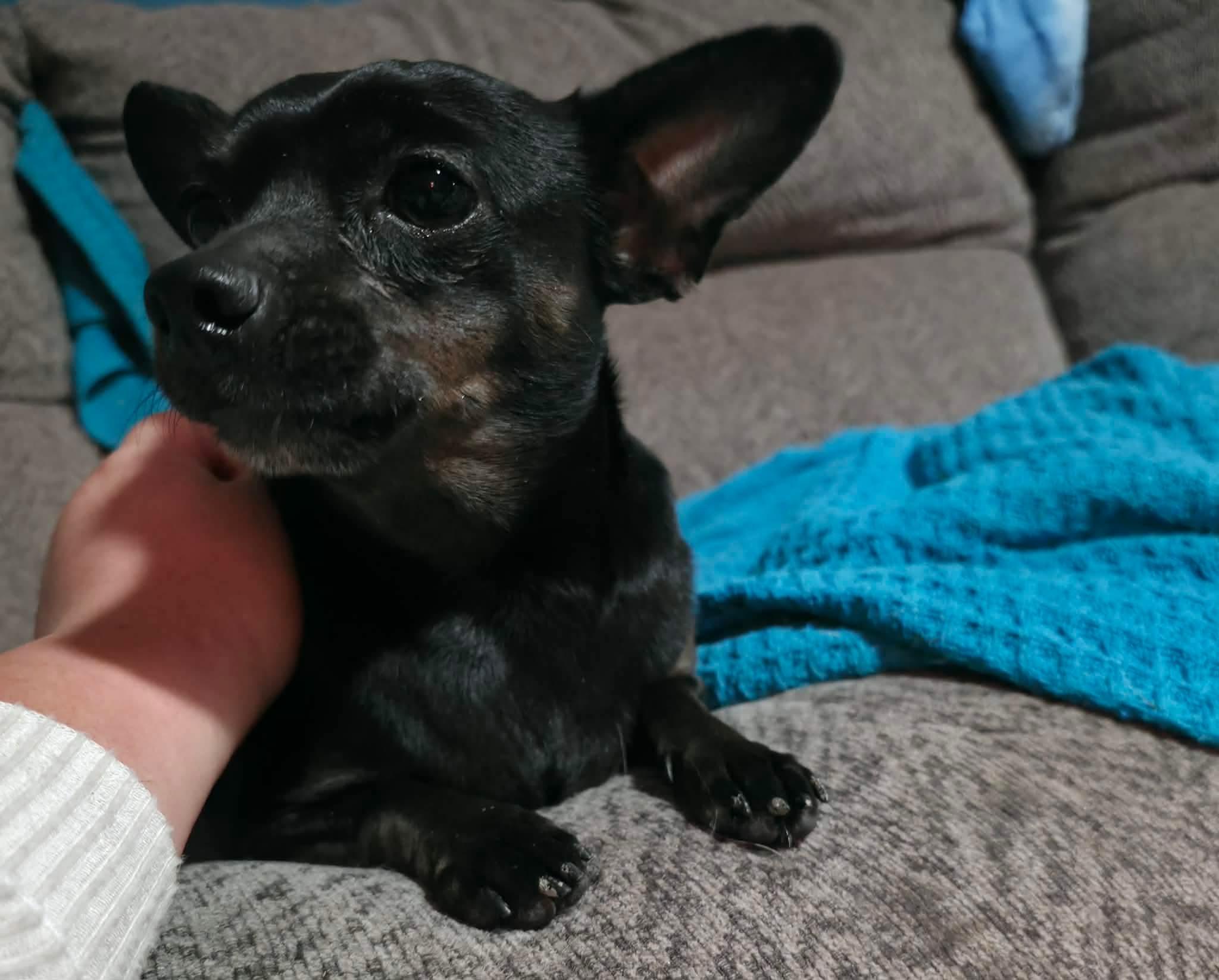 Enlarge Molly, a ADOPTABLE mixed breed in Manhattan, KS image 2/4