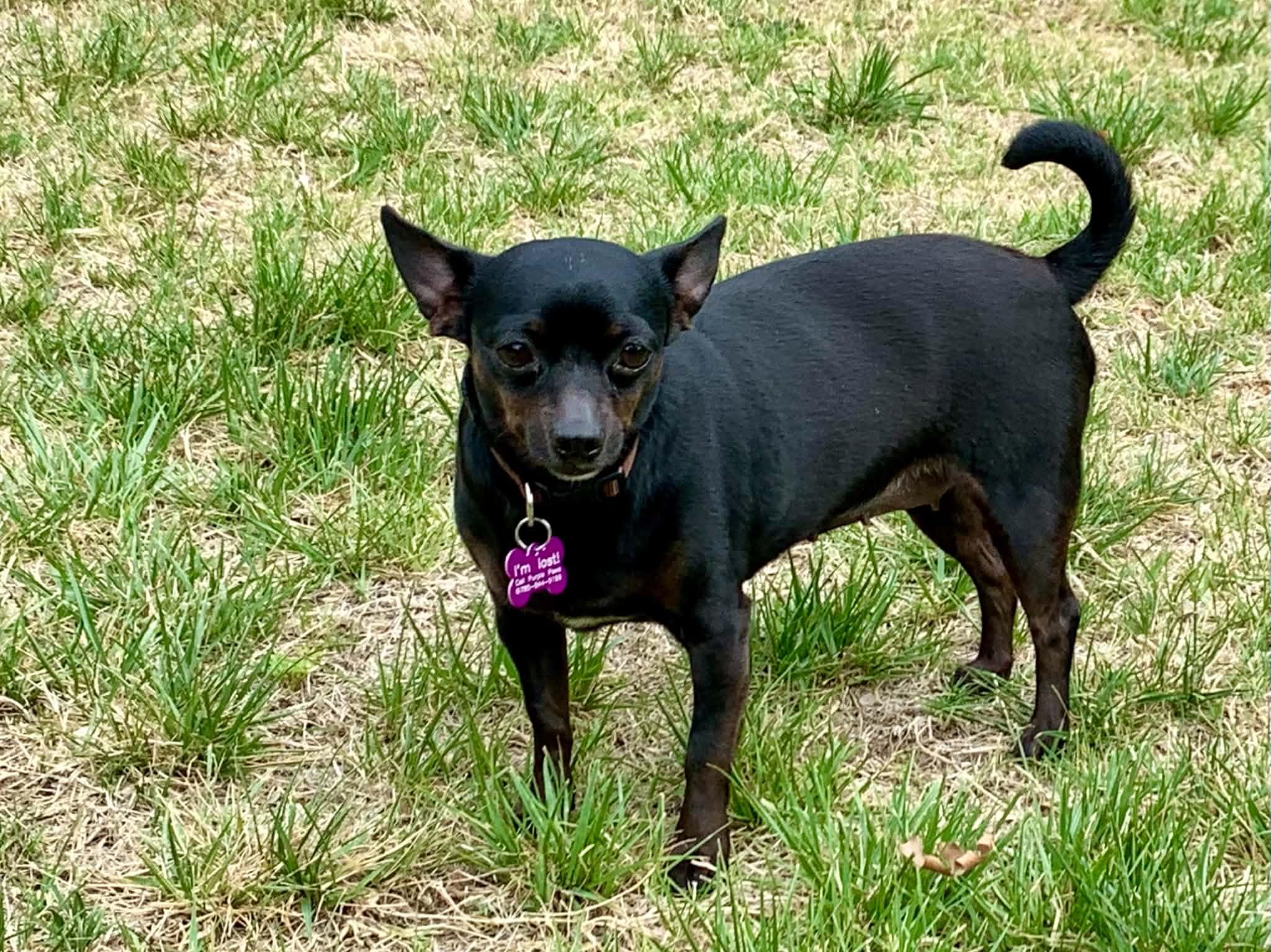 Molly, a ADOPTABLE mixed breed in Manhattan, KS image 2/6