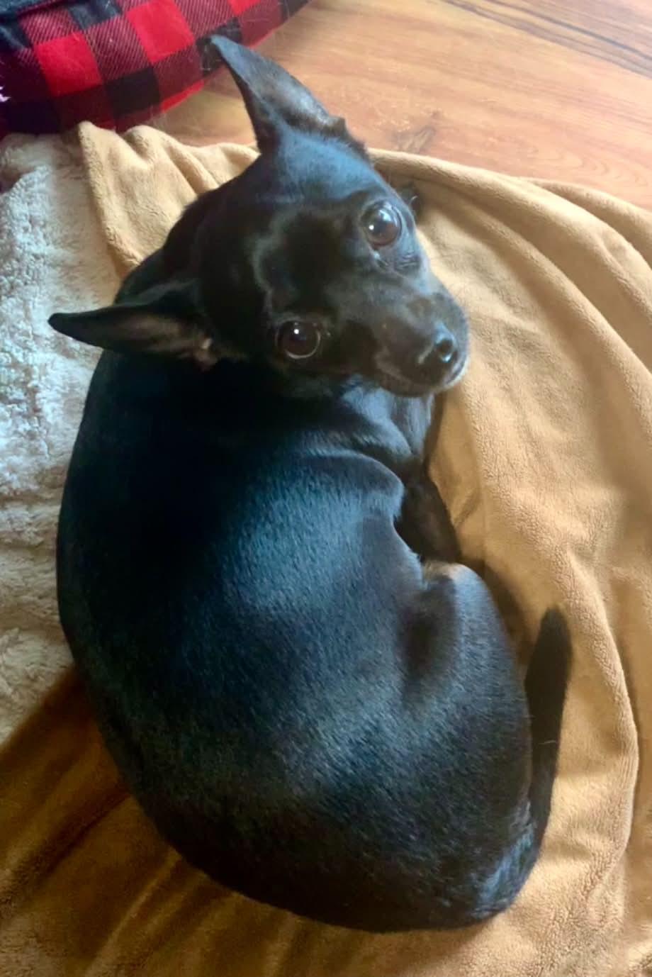 Molly, ADOPTABLE, Adult Female Chihuahua.