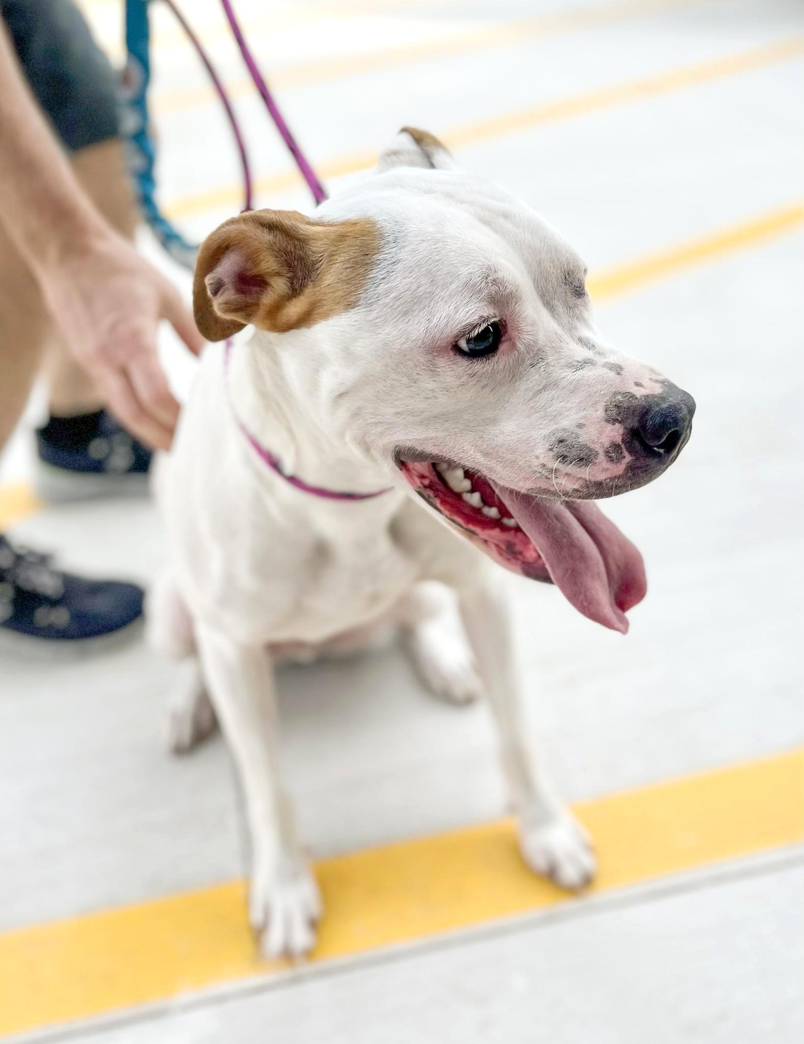 ACORN- Needs a forever home!