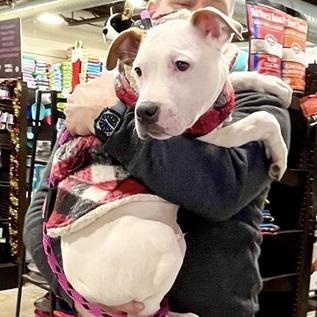 ACORN- Needs a forever home!