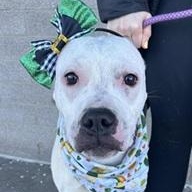 ACORN- Needs a forever home!