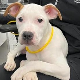 ACORN- Needs a forever home! — thumbnail 3