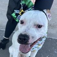 ACORN- Needs a forever home!