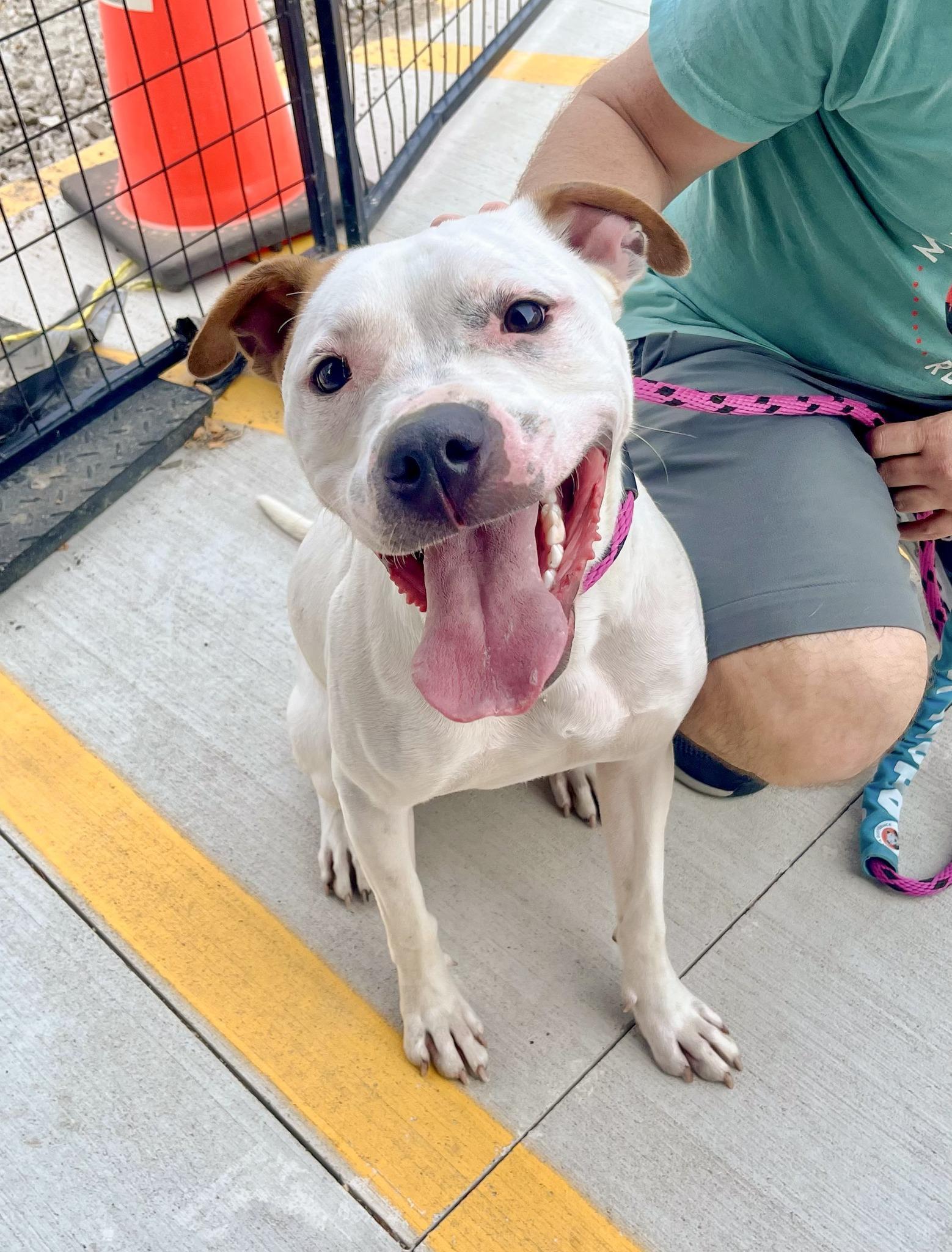 ACORN- Needs a forever home! — thumbnail 4