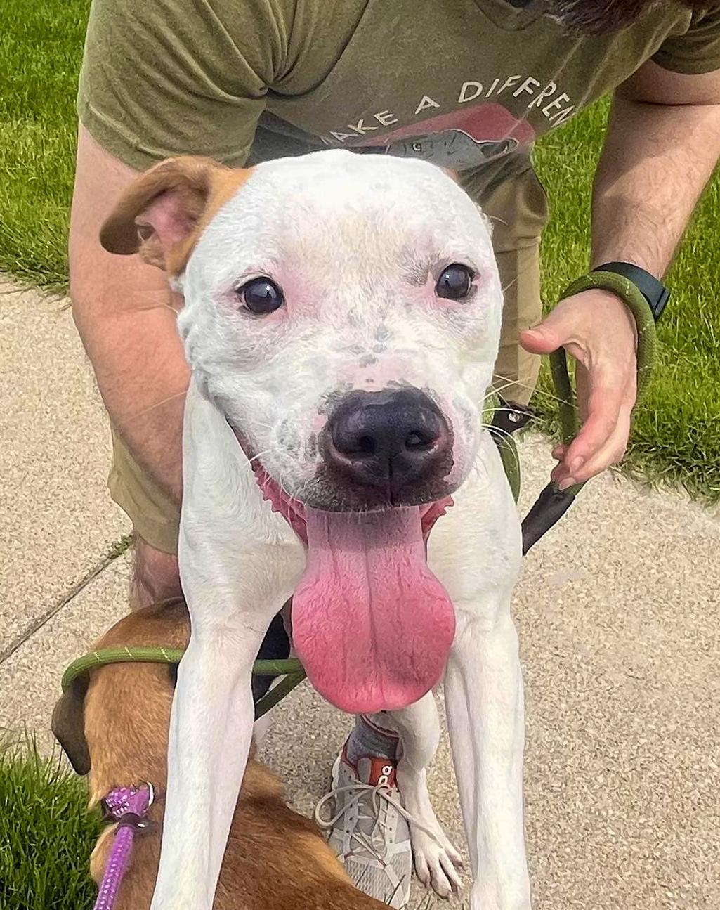 ACORN- Needs a forever home! — thumbnail 5