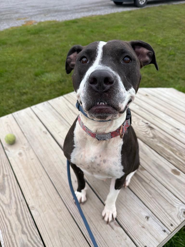 Cheyenne, a Adoptable American Staffordshire Terrier in Pierceton, IN image 1/6