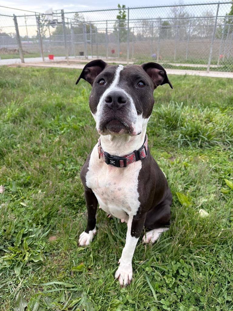 Cheyenne, a Adoptable American Staffordshire Terrier in Pierceton, IN image 2/6