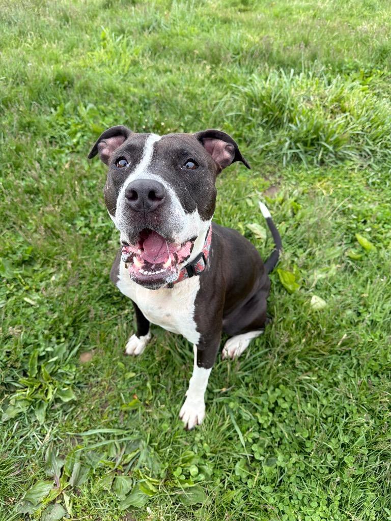 Cheyenne, a Adoptable American Staffordshire Terrier in Pierceton, IN image 3/6