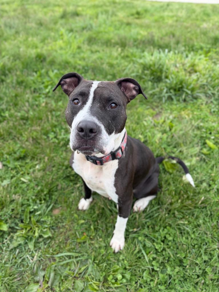 Cheyenne, a Adoptable American Staffordshire Terrier in Pierceton, IN image 4/6
