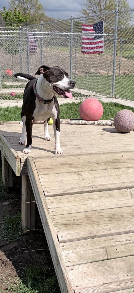 Cheyenne, a Adoptable American Staffordshire Terrier in Pierceton, IN image 1/6