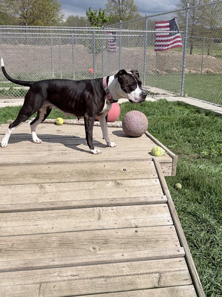 Cheyenne, a Adoptable American Staffordshire Terrier in Pierceton, IN image 2/6
