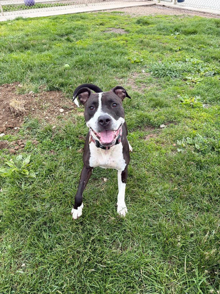 Cheyenne, a Adoptable American Staffordshire Terrier in Pierceton, IN image 5/6