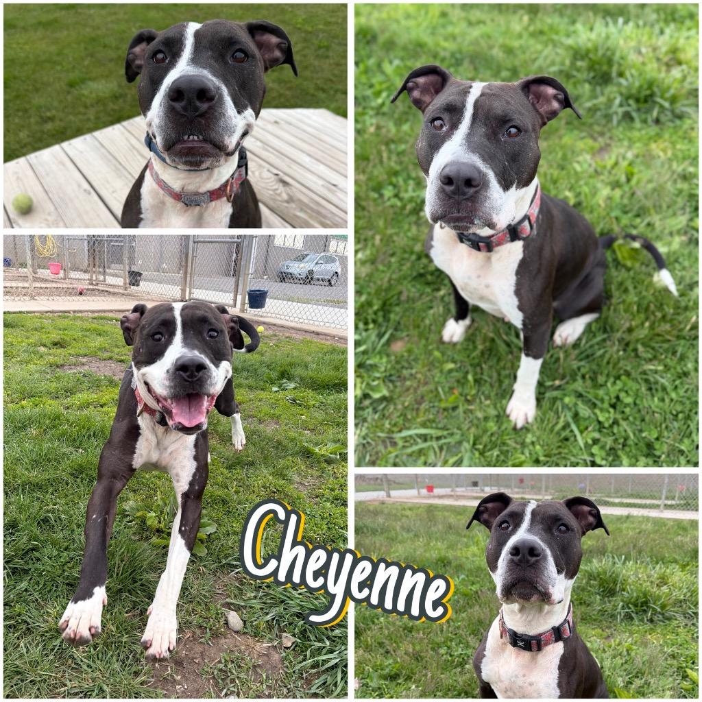 Cheyenne, a Adoptable American Staffordshire Terrier in Pierceton, IN image 3/6