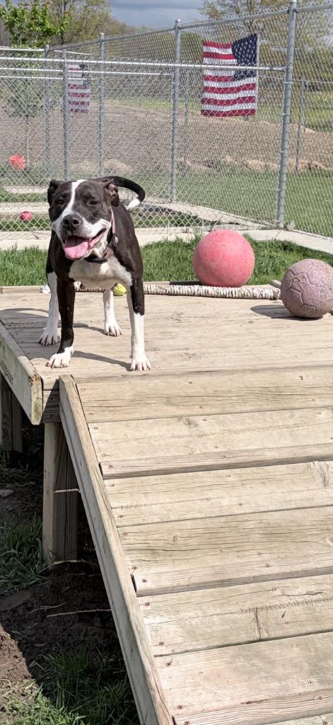 Cheyenne, a Adoptable American Staffordshire Terrier in Pierceton, IN image 4/6