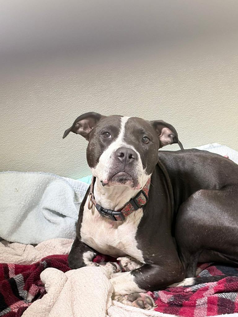 Cheyenne, a Adoptable American Staffordshire Terrier in Pierceton, IN image 5/6