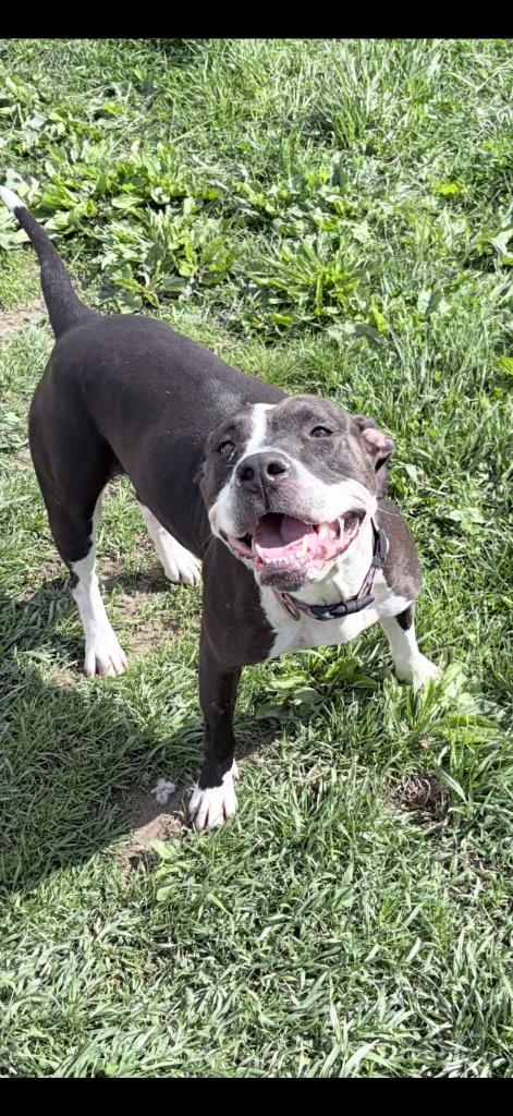 Cheyenne, a Adoptable American Staffordshire Terrier in Pierceton, IN image 6/6