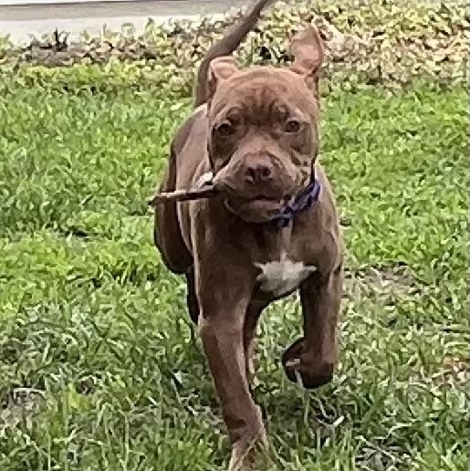 Jasmine, an adopted Pit Bull Terrier in Peotone, IL image 2/6