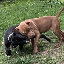 Jasmine, an adopted Pit Bull Terrier in Peotone, IL image 4/6