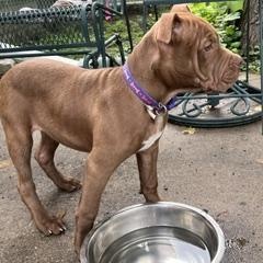 Jasmine, an adopted Pit Bull Terrier in Peotone, IL image 5/6