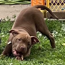 Jasmine, an adopted Pit Bull Terrier in Peotone, IL image 3/6