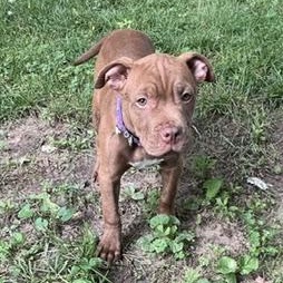 Jasmine, an adopted Pit Bull Terrier in Peotone, IL image 6/6