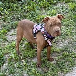 Jasmine, adopted, Puppy Female Pit Bull Terrier.