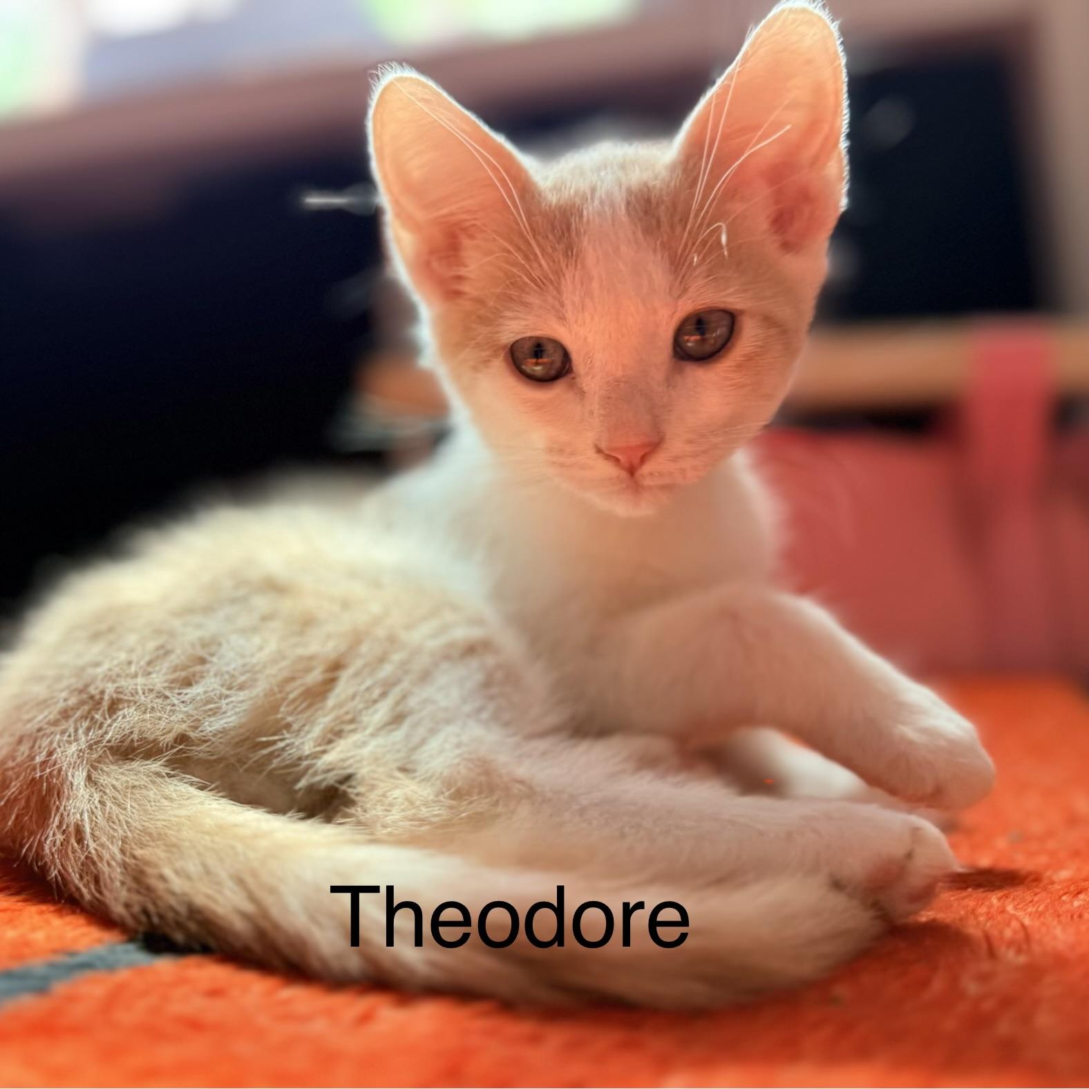 Theodore, Adoptable, Kitten Male Domestic Short Hair.