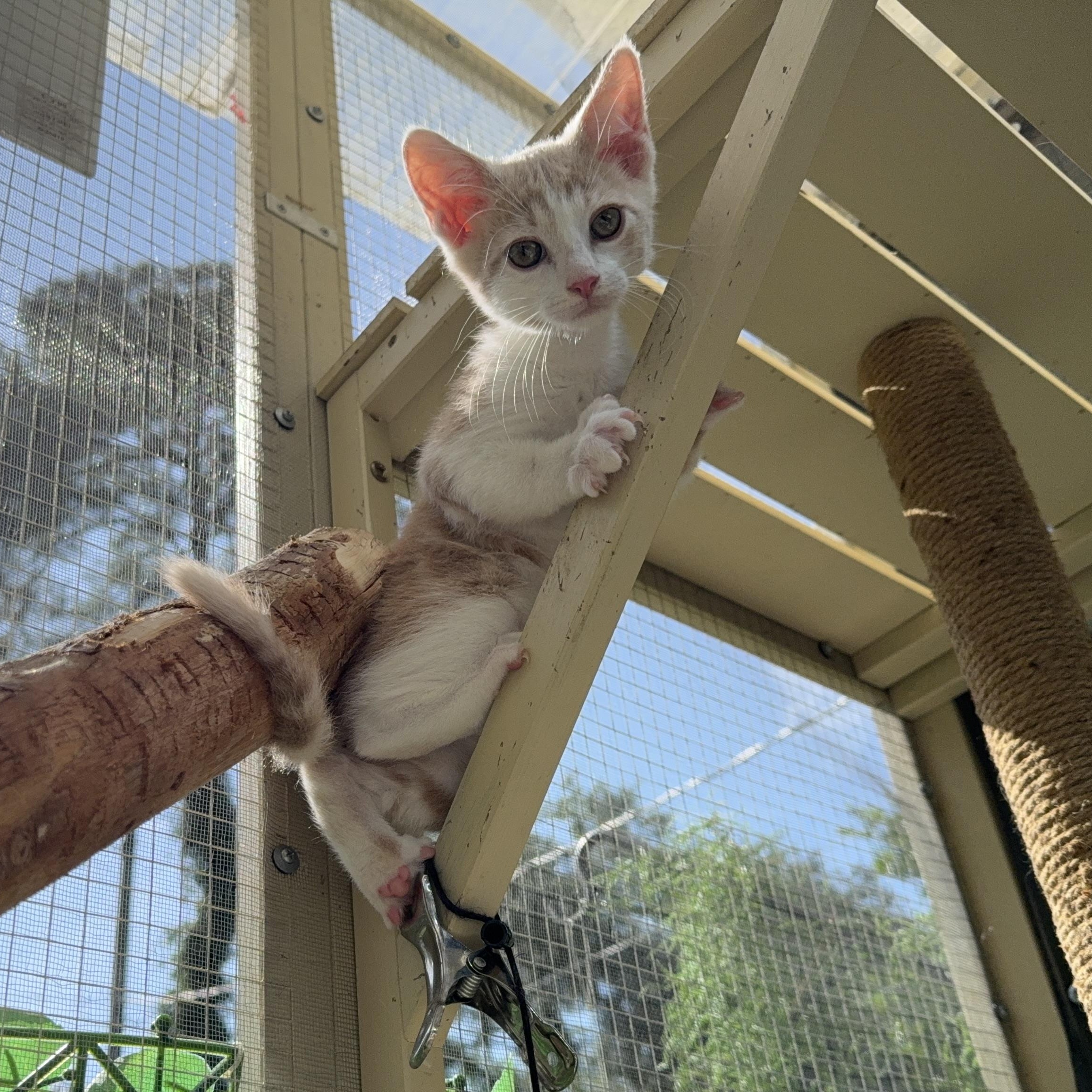 Enlarge Theodore, a Adoptable Domestic Short Hair in Beaufort, SC image 4/4