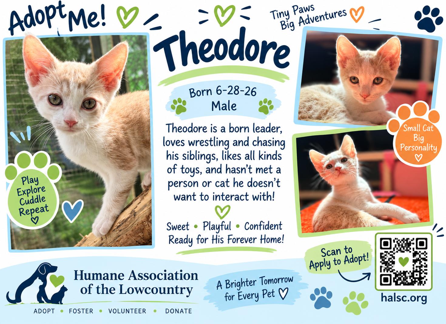 Enlarge Theodore, a Adoptable Domestic Short Hair in Beaufort, SC image 2/4