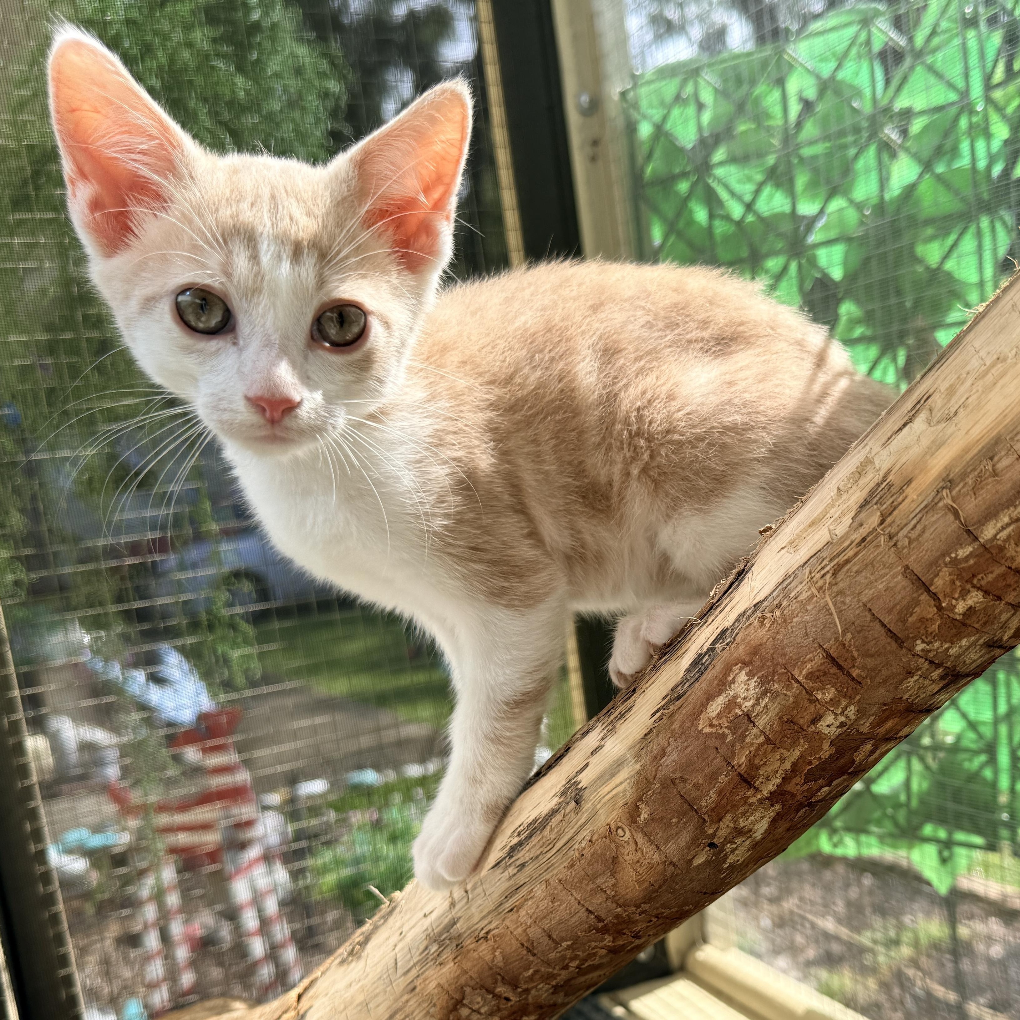 Enlarge Theodore, a Adoptable Domestic Short Hair in Beaufort, SC image 3/4