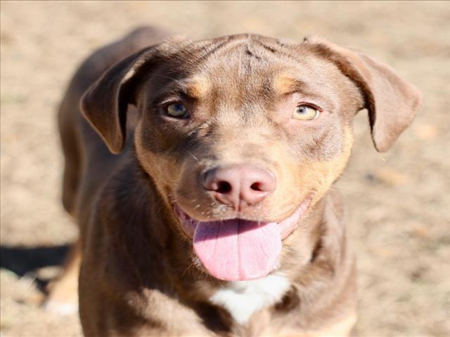 A512335, Adoptable, Young Male Labrador Retriever & Mixed Breed.